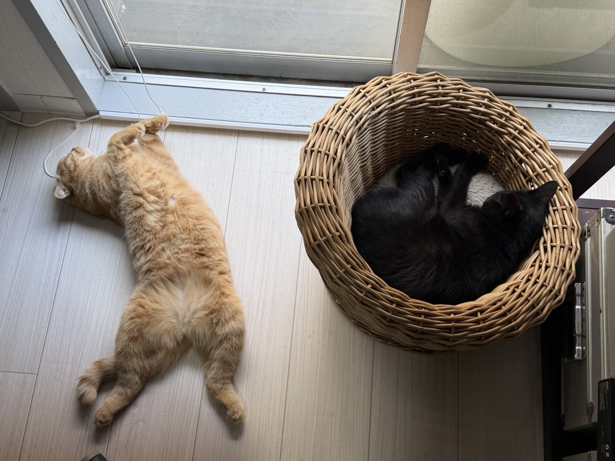 hiro_cat_mrym's tweet photo. 猫文字「10」🐈🐈‍⬛ https://t.co/LAU3TeN0BI