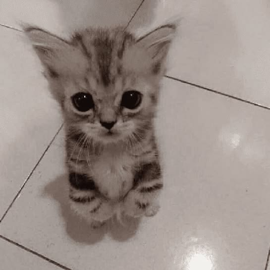 portom0x's tweet photo. Sometimes we need just a fking random ass cat.

Don't ask where i got it.

Don't ask the name or try even to pvp it.

Naming it milo. https://t.co/MV5BUk00mr