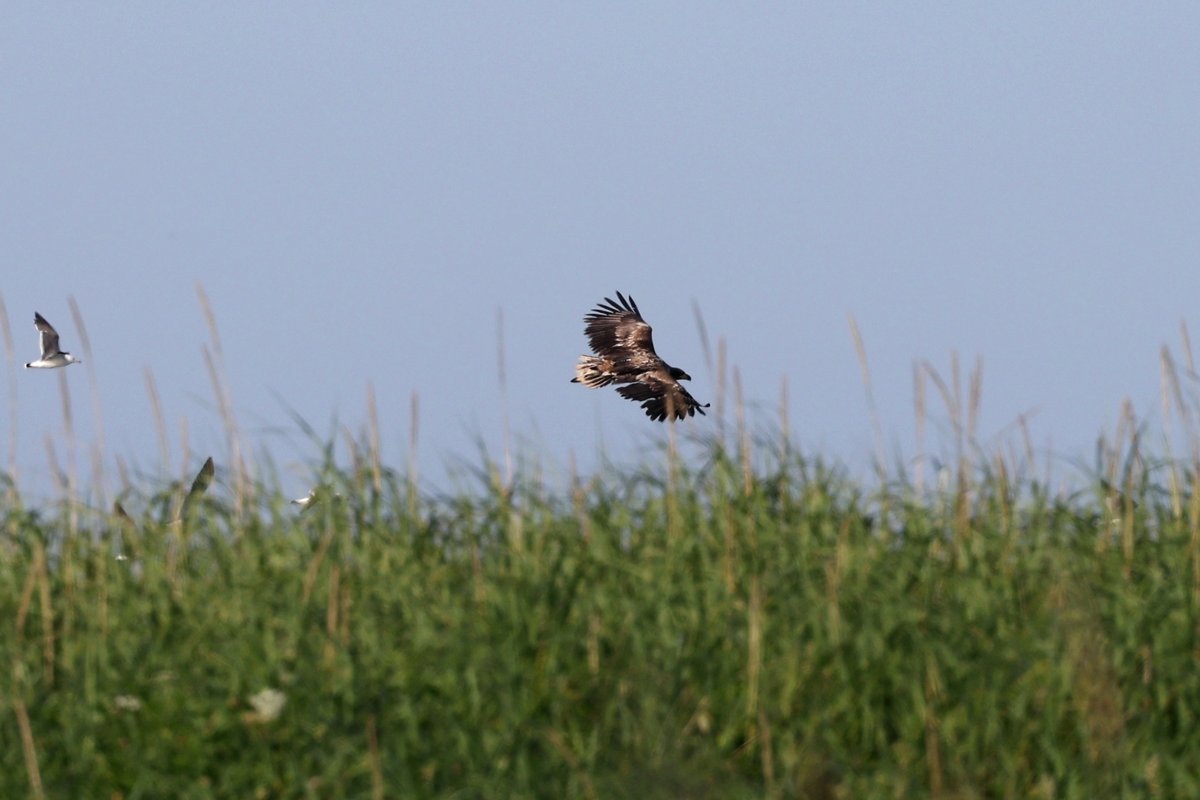 silkdarvish's tweet photo. ベニマシコ ノビタキ 
ショウドウツバメ オジロワシ
北海道・紋別市 
2026.7月

#ベニマシコ #ノビタキ #ショウドウツバメ #オジロワシ
#野鳥 #野鳥撮影 #野鳥観察
#バードウォッチング #birdwatching 
#オホーツク #紋別 https://t.co/F2cG5HY2BS