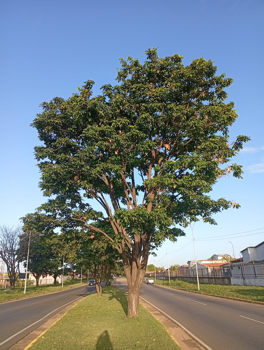 JorgePaolini1's tweet photo. #ProyectoRoble
El Roble (Platimiscium pinnatum var diadelphum) es una de las ESPECIES (1) a la que dedicamos tiempo y esfuerzo. Los frutos deberían caer como se muestra (2y3) y no a DESTIEMPO (verdes) como en (4).
¡La VARIABILIDAD CLIMÁTICA podría ser la causa de ése fenómeno! https://t.co/bhhEQg0YL4