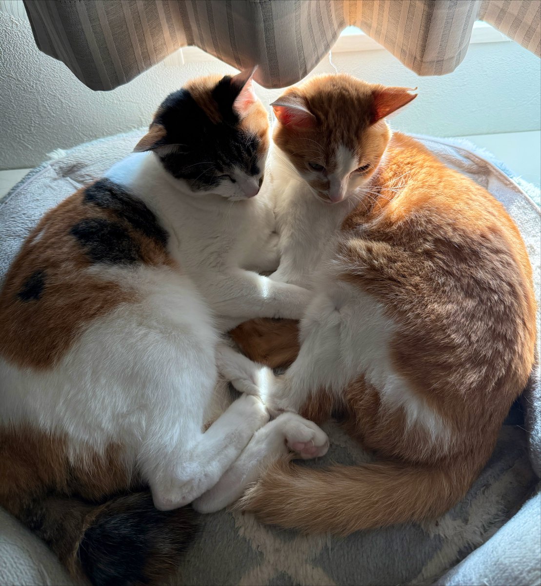 あずり〜と🐾 tweet media