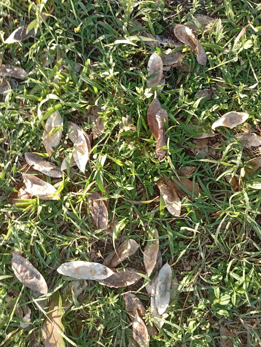 JorgePaolini1's tweet photo. #ProyectoRoble
El Roble (Platimiscium pinnatum var diadelphum) es una de las ESPECIES (1) a la que dedicamos tiempo y esfuerzo. Los frutos deberían caer como se muestra (2y3) y no a DESTIEMPO (verdes) como en (4).
¡La VARIABILIDAD CLIMÁTICA podría ser la causa de ése fenómeno! https://t.co/bhhEQg0YL4