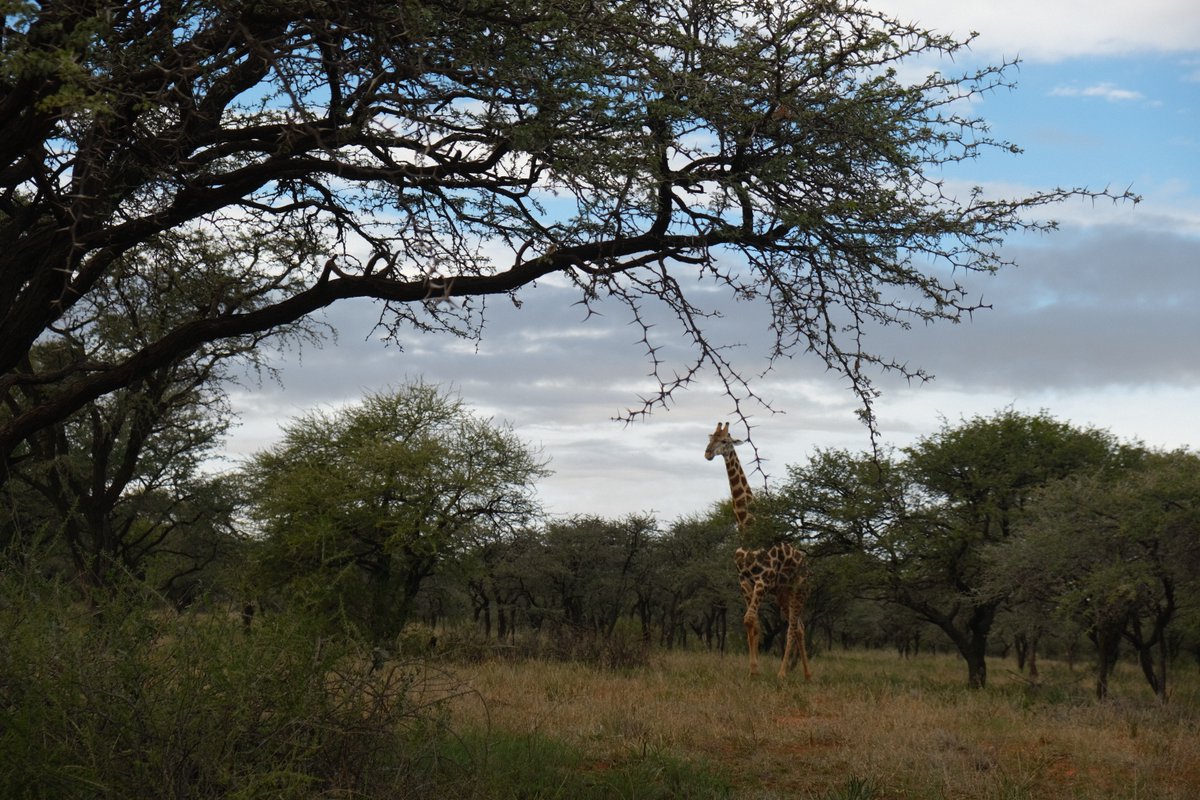 CBG_UofG's tweet photo. During our visit to Mokala NP, the CBG SANParks Malaise Project deployed a malaise trap beneath a camel thorn tree (Vachellia erioloba). In South Africa's arid landscapes, these remarkable trees provide essential food, shelter, and nesting sites for a diverse range of species. https://t.co/WE8wn8ieo7