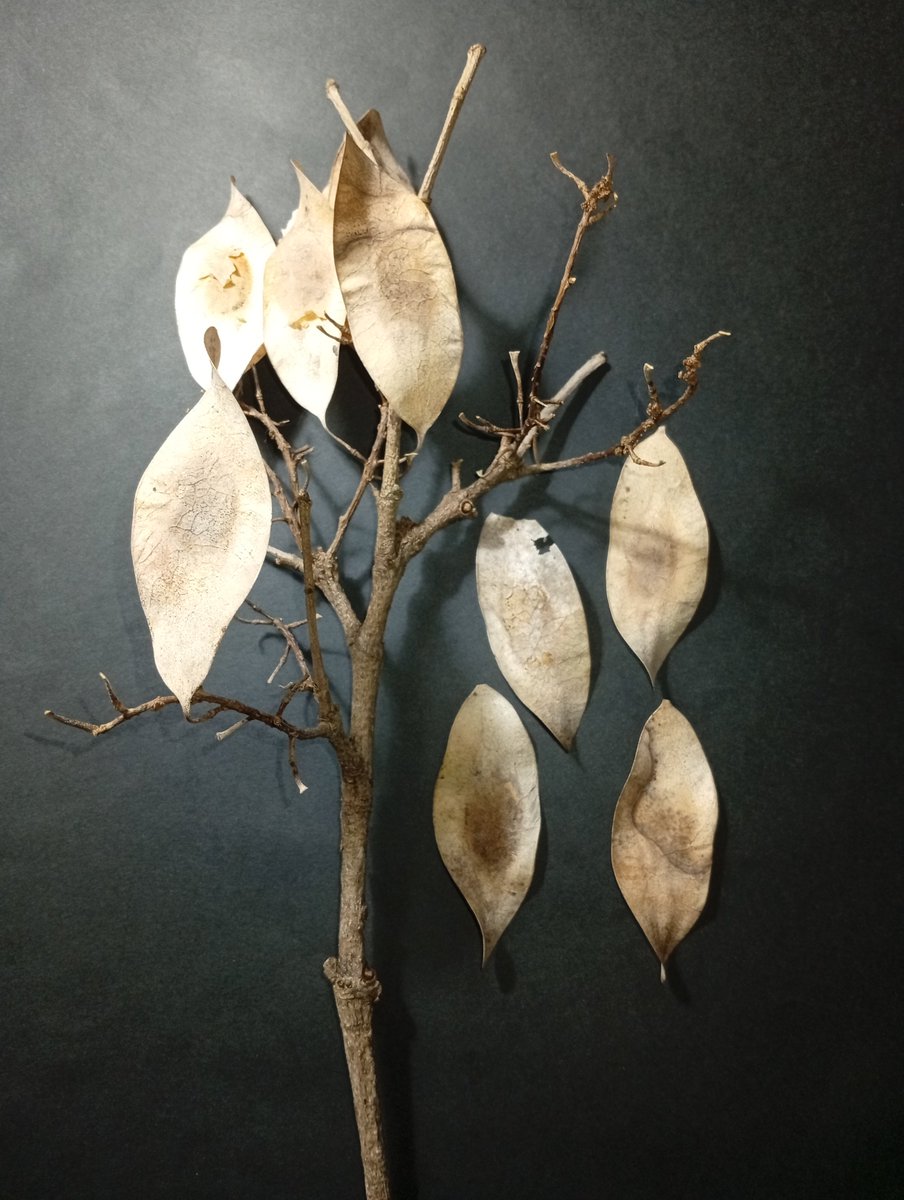 JorgePaolini1's tweet photo. #ProyectoRoble
El Roble (Platimiscium pinnatum var diadelphum) es una de las ESPECIES (1) a la que dedicamos tiempo y esfuerzo. Los frutos deberían caer como se muestra (2y3) y no a DESTIEMPO (verdes) como en (4).
¡La VARIABILIDAD CLIMÁTICA podría ser la causa de ése fenómeno! https://t.co/bhhEQg0YL4