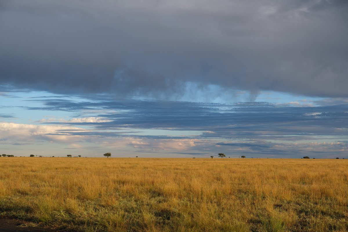CBG_UofG's tweet photo. During our visit to Mokala NP, the CBG SANParks Malaise Project deployed a malaise trap beneath a camel thorn tree (Vachellia erioloba). In South Africa's arid landscapes, these remarkable trees provide essential food, shelter, and nesting sites for a diverse range of species. https://t.co/WE8wn8ieo7