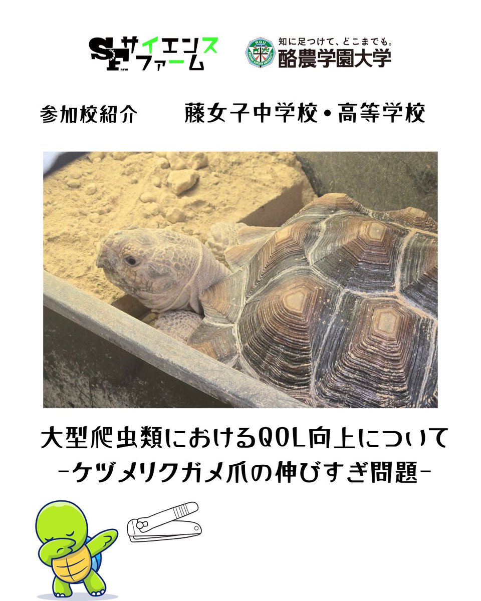 science_farm's tweet photo. 【参加校紹介】藤女子中学校・高等学校
 ＼開催まであと2日！／
 サイエンスファーム発表校の紹介！
演題 ①『蛍光灯の日照時間によるヨツユビハリネズミの概日リズムの変化』
②『大型爬虫類におけるQOL向上についてーケヅメリクガメ爪の伸びすぎ問題ー』 
#サイエンスファーム2026 #酪農学園大学 https://t.co/wjmRfJJHMo