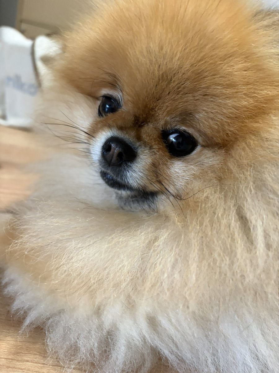 maru11o9's tweet photo. 眠いらしい

 #pomeranian   #ポメラニアン https://t.co/dt9dZiG9Sf