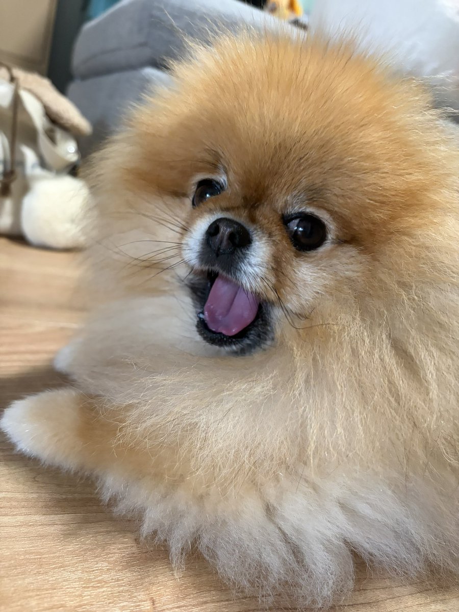 maru11o9's tweet photo. 眠いらしい

 #pomeranian   #ポメラニアン https://t.co/dt9dZiG9Sf
