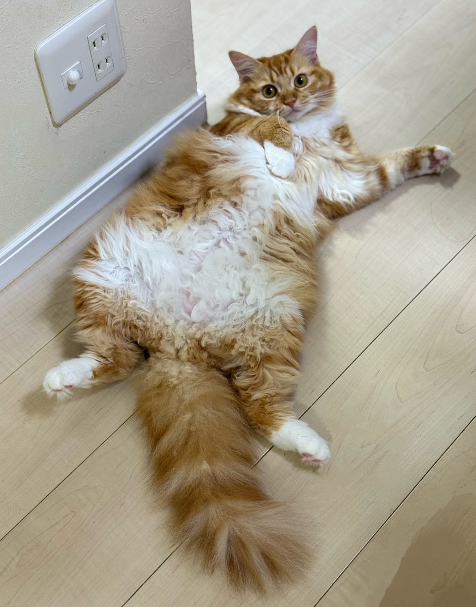 Tea_a_la_mode's tweet photo. お尻の毛はバリカン届く前にハサミで結構切れて、お腹もその後は緩くなくて問題なし
バリカンも慣れてもらうためにちょこっとずつ刈ってますがお腹の毛はふわふわ過ぎて刃が立ちませんw https://t.co/EsthOfQdYL
