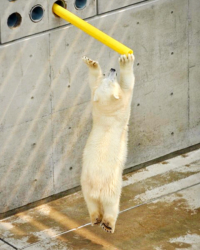 denari0529's tweet photo. 全てが可愛い
愛らしい

ミルク｜男鹿水族館GAO（2013）

#ホッキョクグマ
#polarbear https://t.co/pT7w89vUR1
