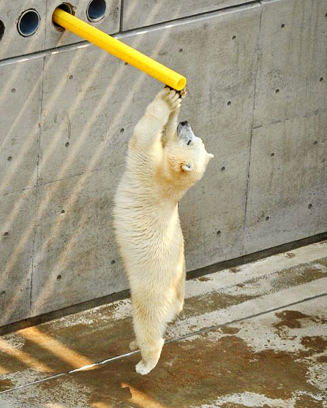 denari0529's tweet photo. 全てが可愛い
愛らしい

ミルク｜男鹿水族館GAO（2013）

#ホッキョクグマ
#polarbear https://t.co/pT7w89vUR1