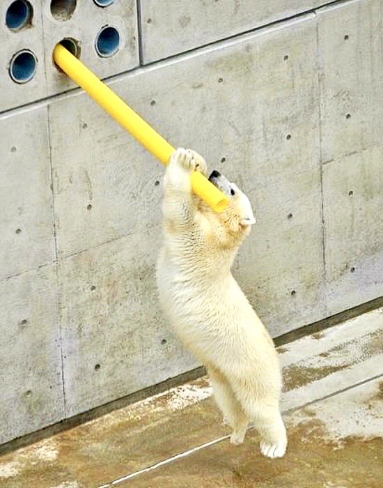 denari0529's tweet photo. 全てが可愛い
愛らしい

ミルク｜男鹿水族館GAO（2013）

#ホッキョクグマ
#polarbear https://t.co/pT7w89vUR1