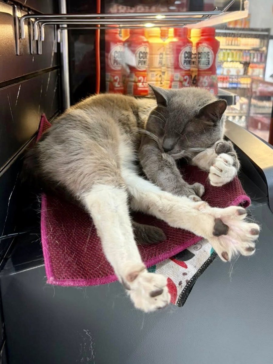Bodegacats_'s tweet photo. https://t.co/imLorryy4Q