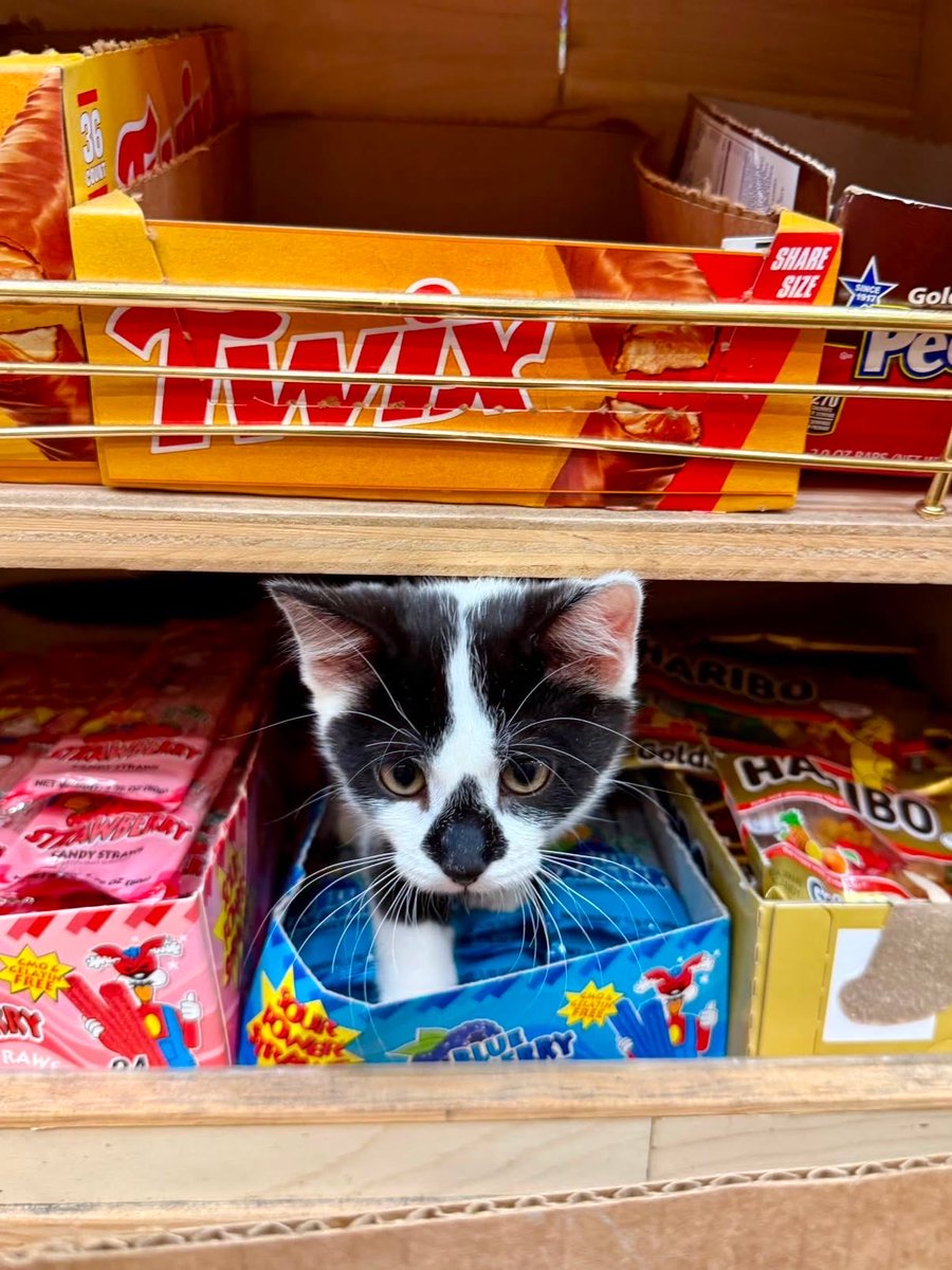 Bodegacats_'s tweet photo. https://t.co/PHvxXihSib