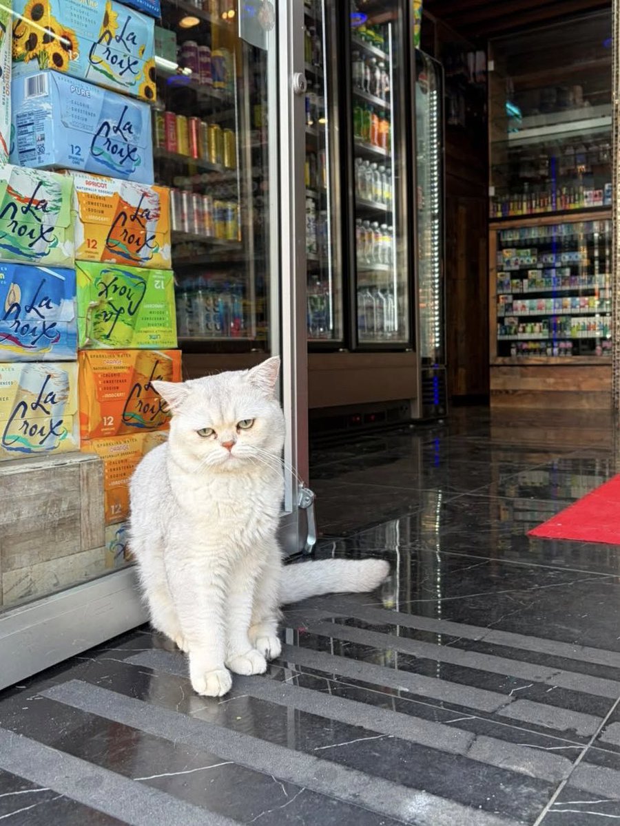 Bodegacats_'s tweet photo. https://t.co/zL75xtntve