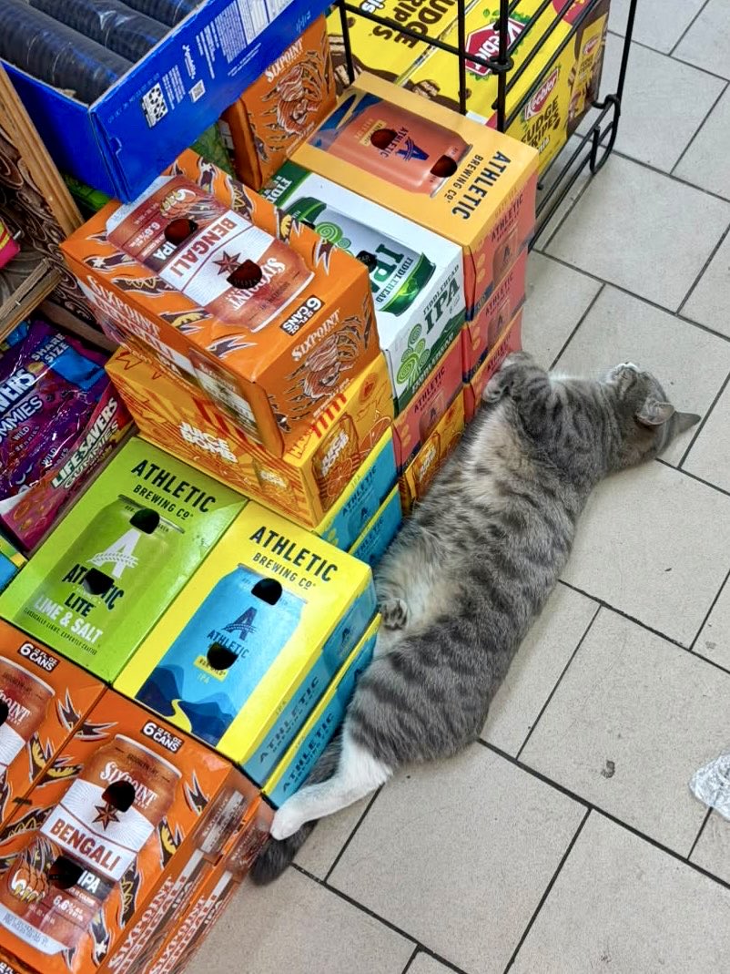 Bodegacats_'s tweet photo. https://t.co/VGyn3DZNZu