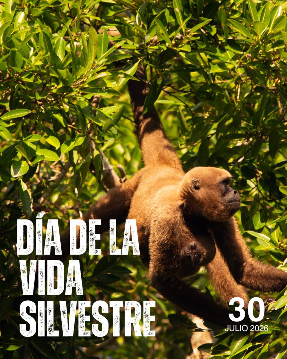 InstitutoSINCHI's tweet photo. 🌿✨Hoy, 30 de julio, en el Día Nacional de la Vida Silvestre, te presentamos a 6 representantes únicos de la vida amazónica:

Hoatzin (Opisthocomus hoazin): 🐦 Conocida también como pasharaca o “pavo hediondo”, esta fascinante ave fósil viviente se alimenta casi exclusivamente de hojas y tiene un sistema digestivo único (similar al de los rumiantes) que fermenta su alimento.

Hongos de mantillo (Marasmiaceae): 🍄 los recicladores invisibles de la naturaleza. Sin el Reino Fungi descomponiendo la materia orgánica, los bosques quedarían asfixiados bajo su propia hojarasca. Gracias a ellos, el suelo recupera sus nutrientes.

Mono churuco (Lagothrix lagothricha): 🐒 uno de los grandes sembradores de la selva. Al alimentarse de frutas a lo largo de grandes distancias, este majestuoso primate dispersa las semillas de los árboles más grandes del ecosistema.

Serpiente lora (Leptophis ahaetulla): 🐍 la agilidad hecha reptil. Esta cazadora arborícola de color verde vibrante es fundamental para el control biológico de pequeñas poblaciones en la vegetación baja y media.

Hormiga arriera (Atta cephalotes): 🐜 las verdaderas arquitectas del bosque. Capaces de mover toneladas de material vegetal, no comen hojas, ¡sino que las usan para cultivar el hongo del que se alimentan! Además, airean el suelo como nadie más.

Heliconia (Heliconia psittacorum): 🌺 la cuna de la biodiversidad. Esta icónica planta Neotropical no solo llena de color nuestros ecosistemas, sino que es una fuente vital de néctar para colibríes y un refugio seguro para pequeños insectos y anfíbios.

Proteger a la vida silvestre es asegurar la supervivencia del agua que tomamos, el aire que respiramos y los bosques que regulan nuestro clima.

💬 ¿Cuál de estas 6 maravillas te sorprendió más hoy? ¿Has tenido la suerte de ver a alguna en persona? ¡Te leemos en los comentarios! 👇

📌 Guarda este post, compártelo en tus historias y celebremos juntos la biodiversidad.

#DíaDeLaVidaSilvestre #VidaSilvestre2026 #Biodiversidad #Conservación #FaunaNativa #Naturaleza #Ecosistemas