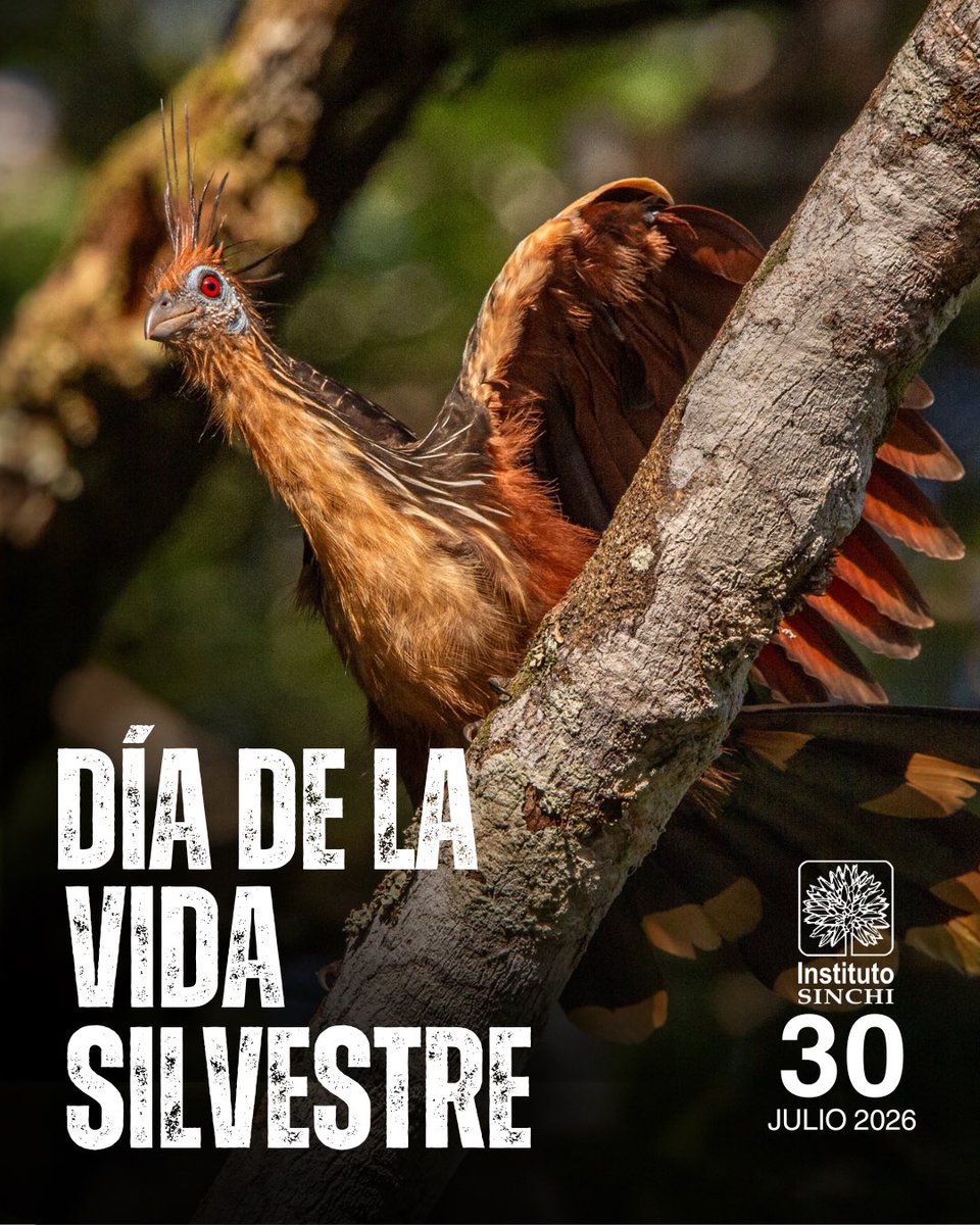 InstitutoSINCHI's tweet photo. 🌿✨Hoy, 30 de julio, en el Día Nacional de la Vida Silvestre, te presentamos a 6 representantes únicos de la vida amazónica:

Hoatzin (Opisthocomus hoazin): 🐦 Conocida también como pasharaca o “pavo hediondo”, esta fascinante ave fósil viviente se alimenta casi exclusivamente de hojas y tiene un sistema digestivo único (similar al de los rumiantes) que fermenta su alimento.

Hongos de mantillo (Marasmiaceae): 🍄 los recicladores invisibles de la naturaleza. Sin el Reino Fungi descomponiendo la materia orgánica, los bosques quedarían asfixiados bajo su propia hojarasca. Gracias a ellos, el suelo recupera sus nutrientes.

Mono churuco (Lagothrix lagothricha): 🐒 uno de los grandes sembradores de la selva. Al alimentarse de frutas a lo largo de grandes distancias, este majestuoso primate dispersa las semillas de los árboles más grandes del ecosistema.

Serpiente lora (Leptophis ahaetulla): 🐍 la agilidad hecha reptil. Esta cazadora arborícola de color verde vibrante es fundamental para el control biológico de pequeñas poblaciones en la vegetación baja y media.

Hormiga arriera (Atta cephalotes): 🐜 las verdaderas arquitectas del bosque. Capaces de mover toneladas de material vegetal, no comen hojas, ¡sino que las usan para cultivar el hongo del que se alimentan! Además, airean el suelo como nadie más.

Heliconia (Heliconia psittacorum): 🌺 la cuna de la biodiversidad. Esta icónica planta Neotropical no solo llena de color nuestros ecosistemas, sino que es una fuente vital de néctar para colibríes y un refugio seguro para pequeños insectos y anfíbios.

Proteger a la vida silvestre es asegurar la supervivencia del agua que tomamos, el aire que respiramos y los bosques que regulan nuestro clima.

💬 ¿Cuál de estas 6 maravillas te sorprendió más hoy? ¿Has tenido la suerte de ver a alguna en persona? ¡Te leemos en los comentarios! 👇

📌 Guarda este post, compártelo en tus historias y celebremos juntos la biodiversidad.

#DíaDeLaVidaSilvestre #VidaSilvestre2026 #Biodiversidad #Conservación #FaunaNativa #Naturaleza #Ecosistemas