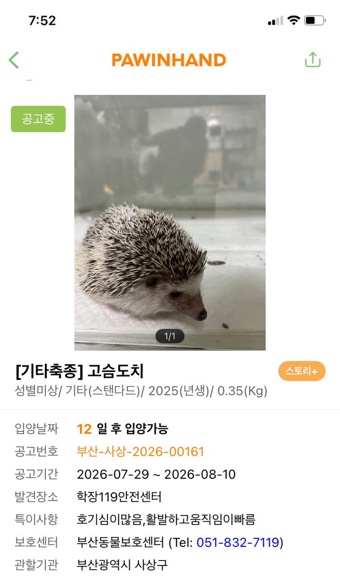 Sev1006's tweet photo. [유기 고슴도치 공고] 2026.07.29.-08.10.

부산입니다
부산 보호소는 환경이 열악한지 자연사 비율이 높은 편이에요 ㅠㅠ 
부디 어서 새 가족을 찾을수있길 바랍니다 https://t.co/hKzAhiLwwK