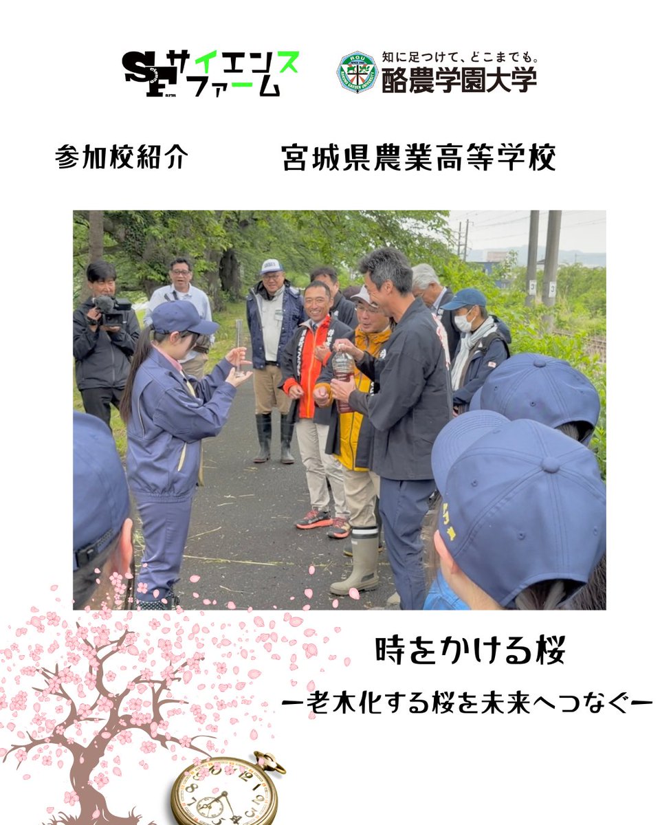 science_farm's tweet photo. 【参加校紹介】宮城県農業高等学校
＼開催まであと2日！／
サイエンスファーム発表校の紹介！
演題『時をかける桜～老木化した桜を未来へつなぐ～』
「桜萌芽システム」の開発と地域連携で老木化した桜を未来に繋ぐ挑戦です！発表楽しみにしています！
#サイエンスファーム2026 #酪農学園大学 https://t.co/rdkVA2w1g0