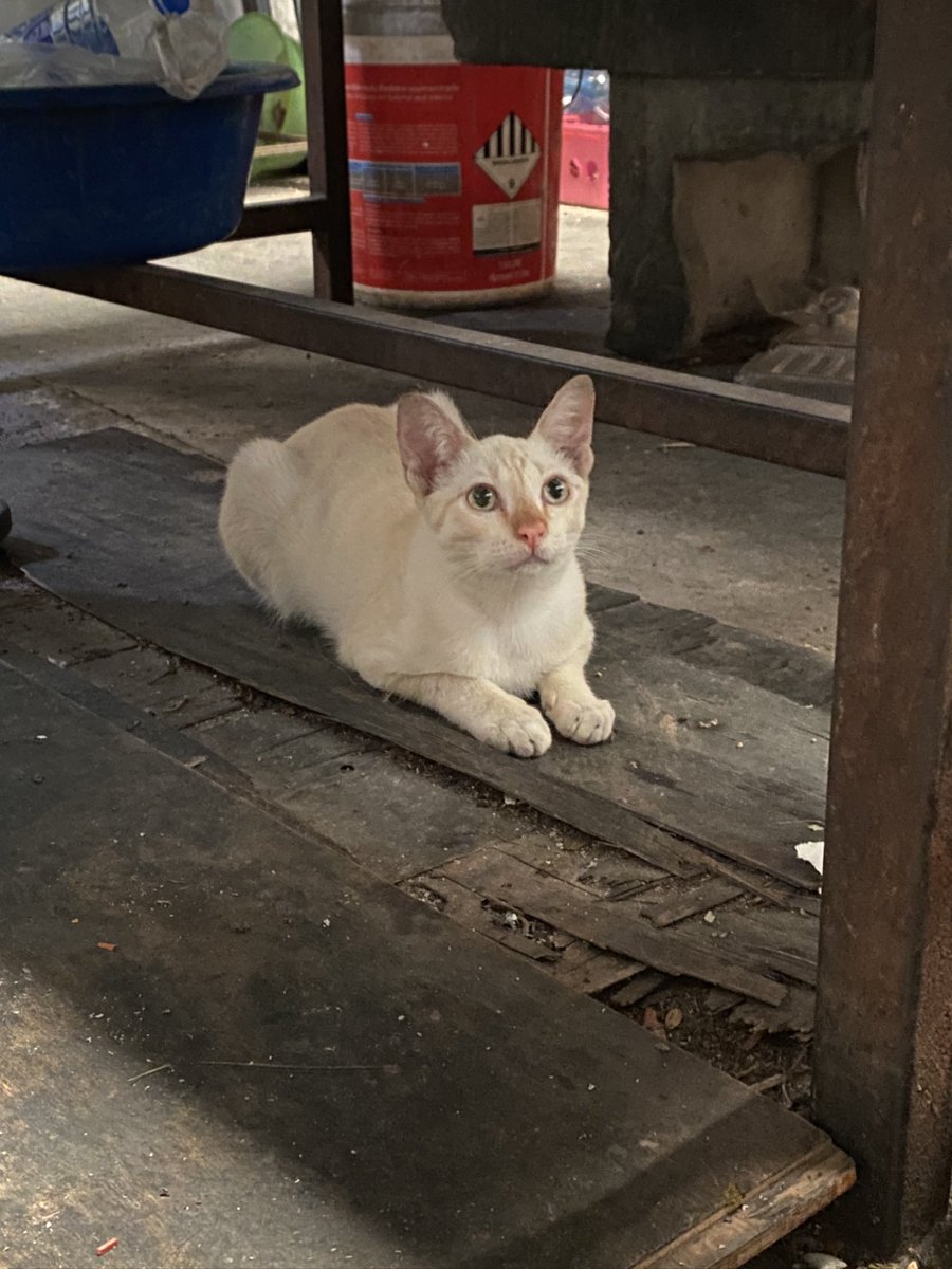catperson020723's tweet photo. หนุ่มครีม อยากมีบ้าน🏡
#หาผู้อุปการะ

 เพศผู้ หางสั้น อายุประมาณ 6 เดือน

ร่าเริง เข้ากับเพื่อนแมวได้ดีทุกช่วงวัย

📮 : กทม. สมุทรปราการ นนทบุรี ปทุมธานี ส่งถึงที่เท่านั้น

***รับเลี้ยงฟ_รี แต่ขออนุญาตคัดบ้านให้น้องนะคะ***

#แมวจร #adoption #cat #ทาสแมว #หาแมวเลี้ยง https://t.co/puMeUUXSfl