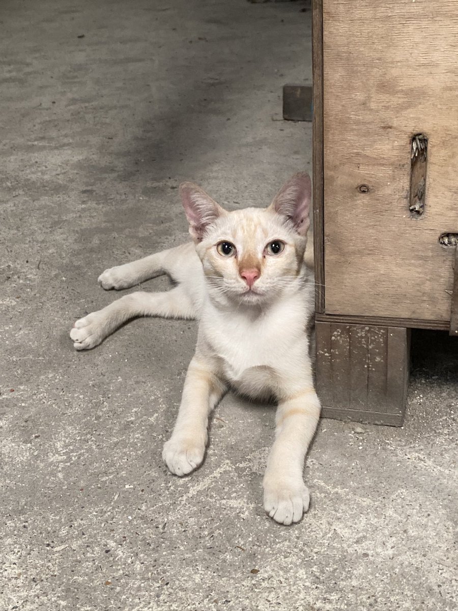 catperson020723's tweet photo. หนุ่มครีม อยากมีบ้าน🏡
#หาผู้อุปการะ

 เพศผู้ หางสั้น อายุประมาณ 6 เดือน

ร่าเริง เข้ากับเพื่อนแมวได้ดีทุกช่วงวัย

📮 : กทม. สมุทรปราการ นนทบุรี ปทุมธานี ส่งถึงที่เท่านั้น

***รับเลี้ยงฟ_รี แต่ขออนุญาตคัดบ้านให้น้องนะคะ***

#แมวจร #adoption #cat #ทาสแมว #หาแมวเลี้ยง https://t.co/puMeUUXSfl