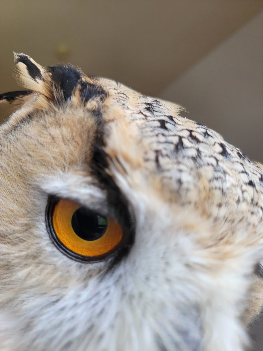 sinanote_427's tweet photo. ﾁｭｯﾁｭ😚🦉💕 https://t.co/MQcEHK926r
