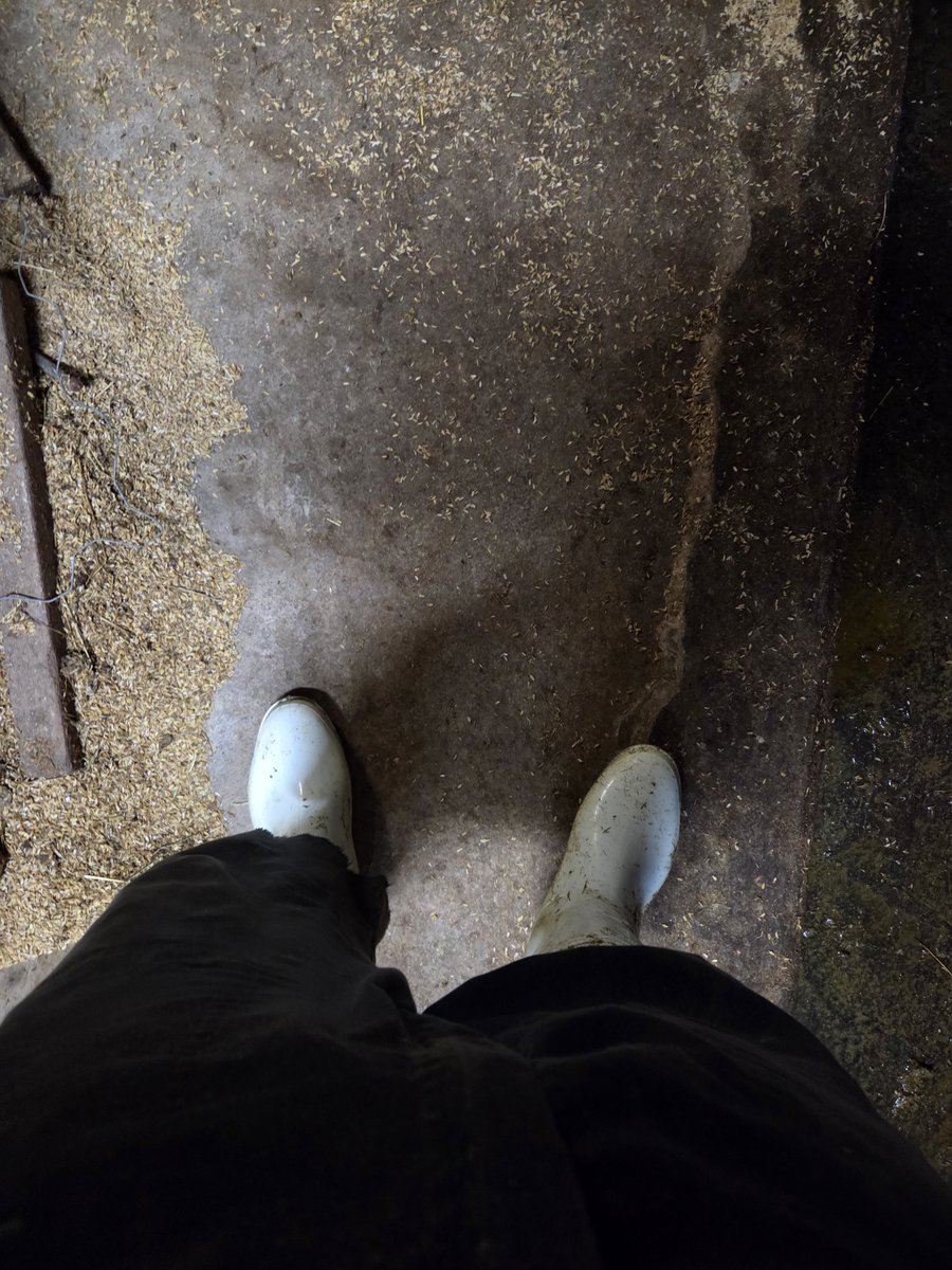 sakamaru_220's tweet photo. 最近ビジ垢よりも酪農家アカウントになってる気がして若干なえぎみ
振り切りたいとこだがそれをすると
稼げてないおれは酪農家系インフルエンサーになってしまうこの頃
達成するぞ！🐮ﾁｬﾘﾝ https://t.co/OjEmJQUPHS