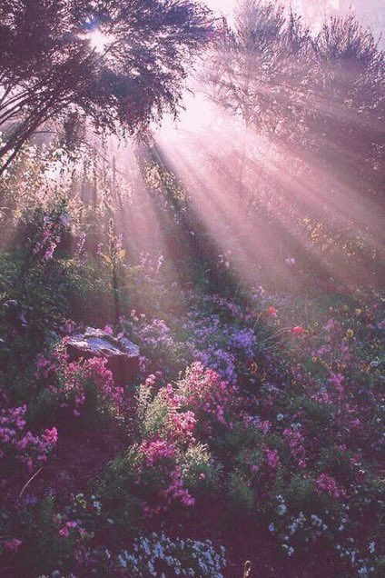 _Naturaee's tweet photo. an enchanted place https://t.co/IHxQ1OYQGW