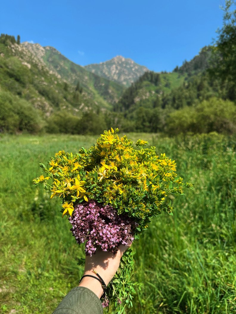LunarTally's tweet photo. Mountains behind me, holding a bunch of golden St. John's wort in my hands. Afternoon light on the petals felt so soft and still, like it wanted to be shared slowly. Looking back at the photos at night, that brightness and quiet are still there 🌿💛 https://t.co/Lkcz4sAbF0