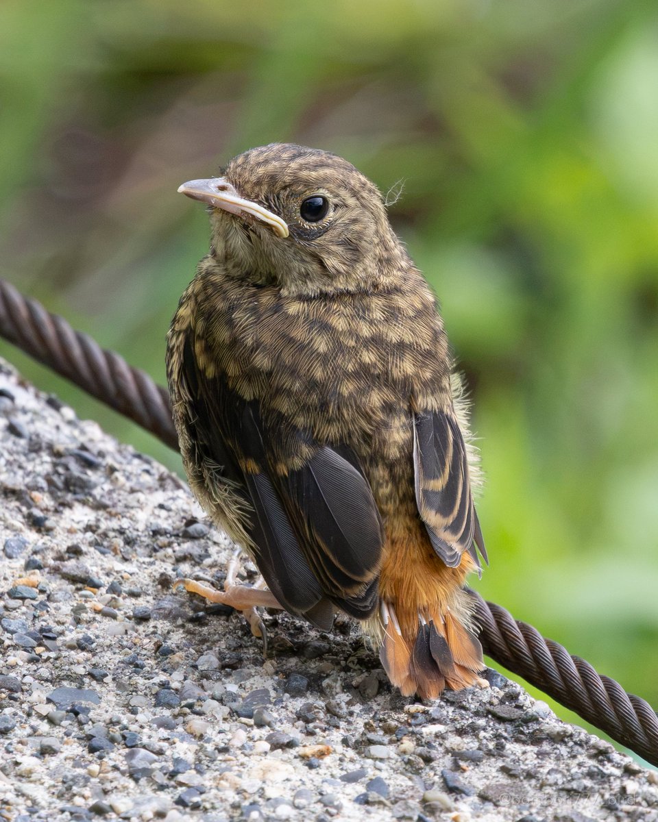 bombori777_bird's tweet photo. じょうびたき の こども だよ😐 https://t.co/joiD4hiTvy