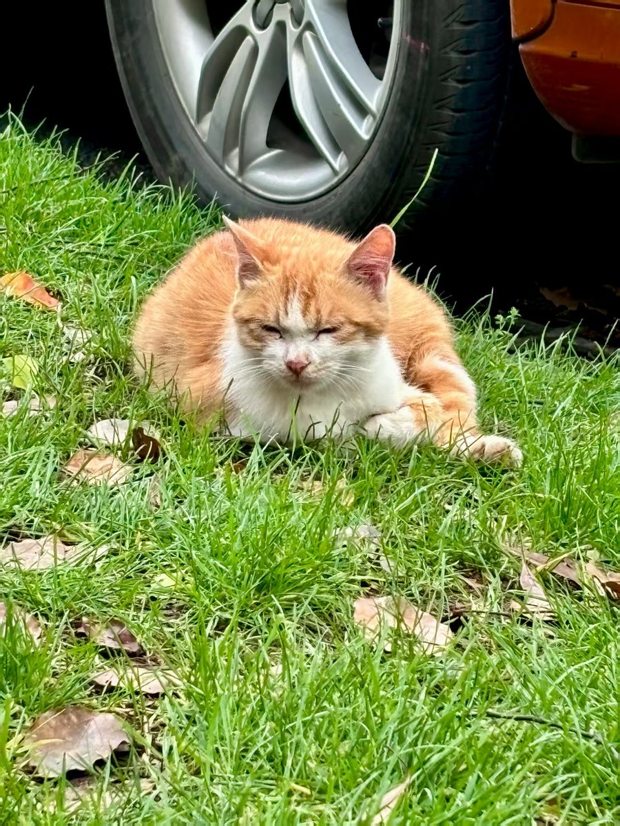 OdaHyunme's tweet photo. Just spent 10 mins petting the stray cat by the office gate. All the tiny frustrations of today just melted away into its purrs https://t.co/E3iQd3Mdcm