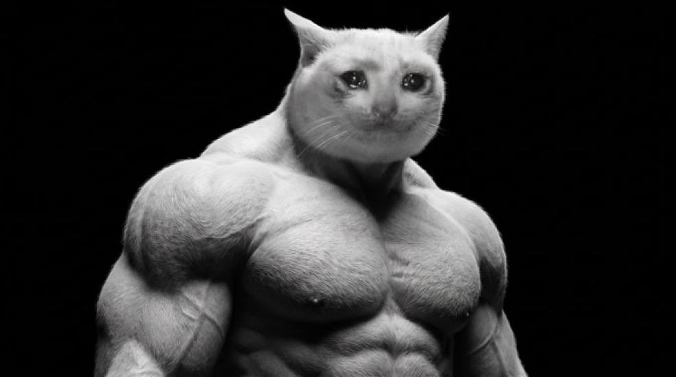 Drallio's tweet photo. @basedfloyd888 cashcat is the biggest meme and intern will follow https://t.co/JuFgYlv0VD