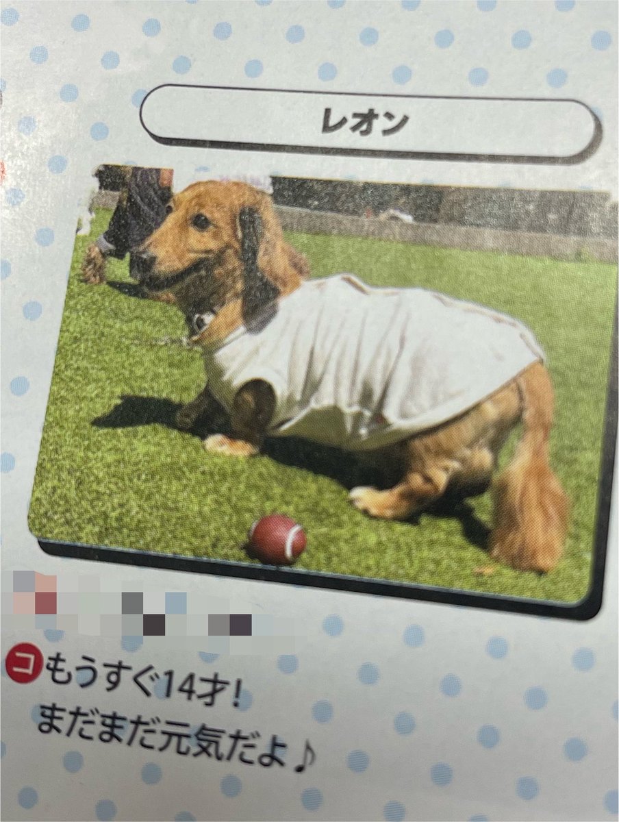 LEON_201285's tweet photo. ぼくね
タウン誌デビューしたよ‼︎
お母さんが懲りずに毎月送ってたんだってw
暑い日が続くけど日本中のワンコがんばって乗り切ろうね https://t.co/5FQlMnfCdj