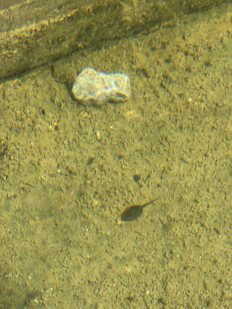 Lagrima Hacioglu tweet media