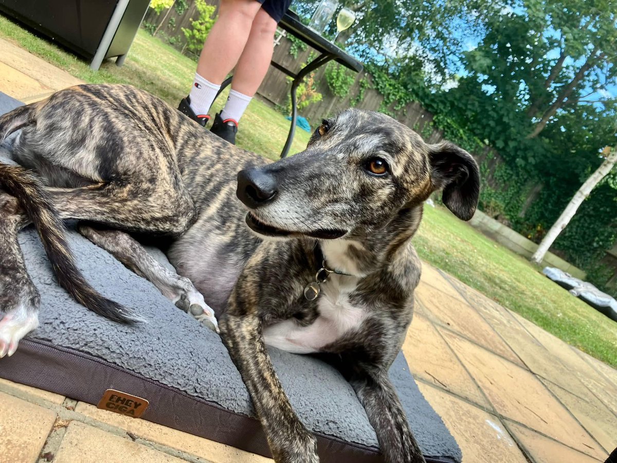 AdachiRetired's tweet photo. 🐾 We have also had some lovely photos sent in of Saint Maga 🐾

#lifeafterracing #Adachiretiredgreyhounds https://t.co/3kJlOBXvb2