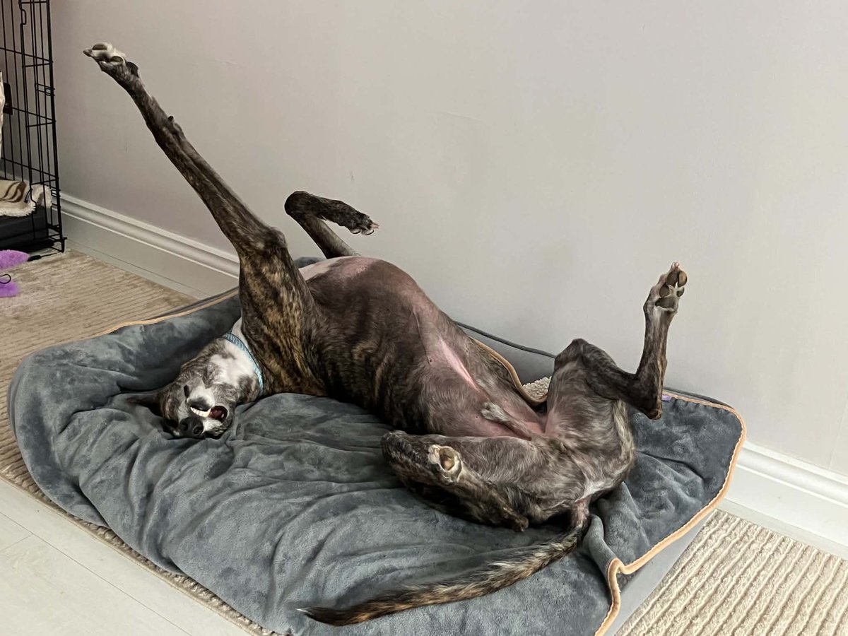 AdachiRetired's tweet photo. 🐾 We have also had some lovely photos sent in of Saint Maga 🐾

#lifeafterracing #Adachiretiredgreyhounds https://t.co/3kJlOBXvb2