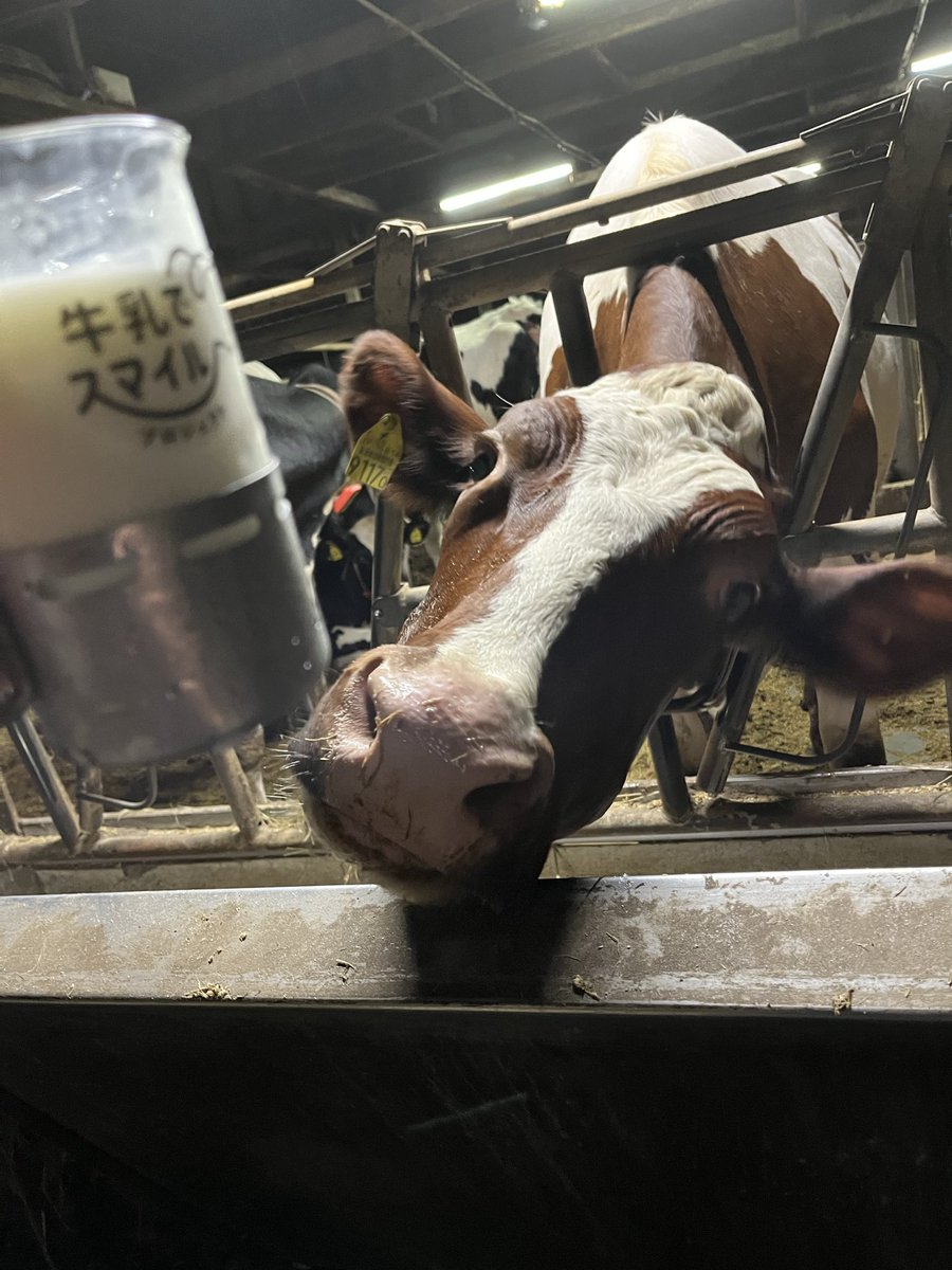 nishiokabokujou's tweet photo. いつも牛乳を飲んでいただきありがとうございます✨🐮🥛
暑くて脳みそ溶けちゃいそうだけど、そんな時には牛乳で熱中症予防🥳まだまだ続く暑さに負けず頑張りましょう🌞牛乳でかんぱーい！！　#牛乳でスマイル　熊本で被災した皆様、どうか暑さにお気をつけて💦 https://t.co/eh2IcKaAno