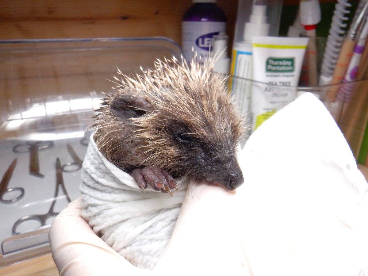 HedgehogCabin's tweet photo. This dear little baby is Keto.
He's in a very sorry state, suffering from malnutrition, ringworm and a broken leg.
But he managed to get himself not only here, to the hospital, to admit himself for help, but he actually hobbled into the winter cabin and the pen where Anya and her 5 babies are still living.
Perhaps he was looking for a mummy, too.🥹
He started tucking into the family's food, while Anya's babies gathered round him, busily self anointing with his odd new smell.
Then he got into bed with them, for the first comfy sleep I imagine he's had for a long time.
I only noticed him on the pen CCTV when he came out to eat again, and saw not only was 'one of Anya's babies' limping badly, but was half the size of all the others!
Keto is the same age as Anya's babies, but is half their size at only 370g.
The break in his leg is stable and should heal well, now he has some good pain relief, but his poor skin is in a terrible state from malnutrition.
As he's not skinny, just small, I would imagine someone has been feeding him with either a so-called 'hedgehog food', or a cat food that doesn't have meat as the first ingredient.
Hedgehogs can't process cereals, so if that's the first and main ingredient, they can't extract any nourishment from it, and will literally starve, even while eating their fill.
When food lacks absorbable nutrients, the body saves what it has left for the heart and brain, starving the skin and hair follicles.
Fur and spines are made of protein - without it spines become brittle, fall out easily, and fail to regrow.
And essential fatty acids keep skin moist and elastic, so a shortage leads to dry, flaky skin and matting fur.
And in a fatal domino effect, this poor nutrition lowers immune defences, making the hedgehog prone to skin infections, internal parasites and mites.
Keto is now happy and snug in his own hospital bed, getting the treatment and diet he needs.
As for Anya's babies - I just hope Keto's smell was all they took away with them.🤞