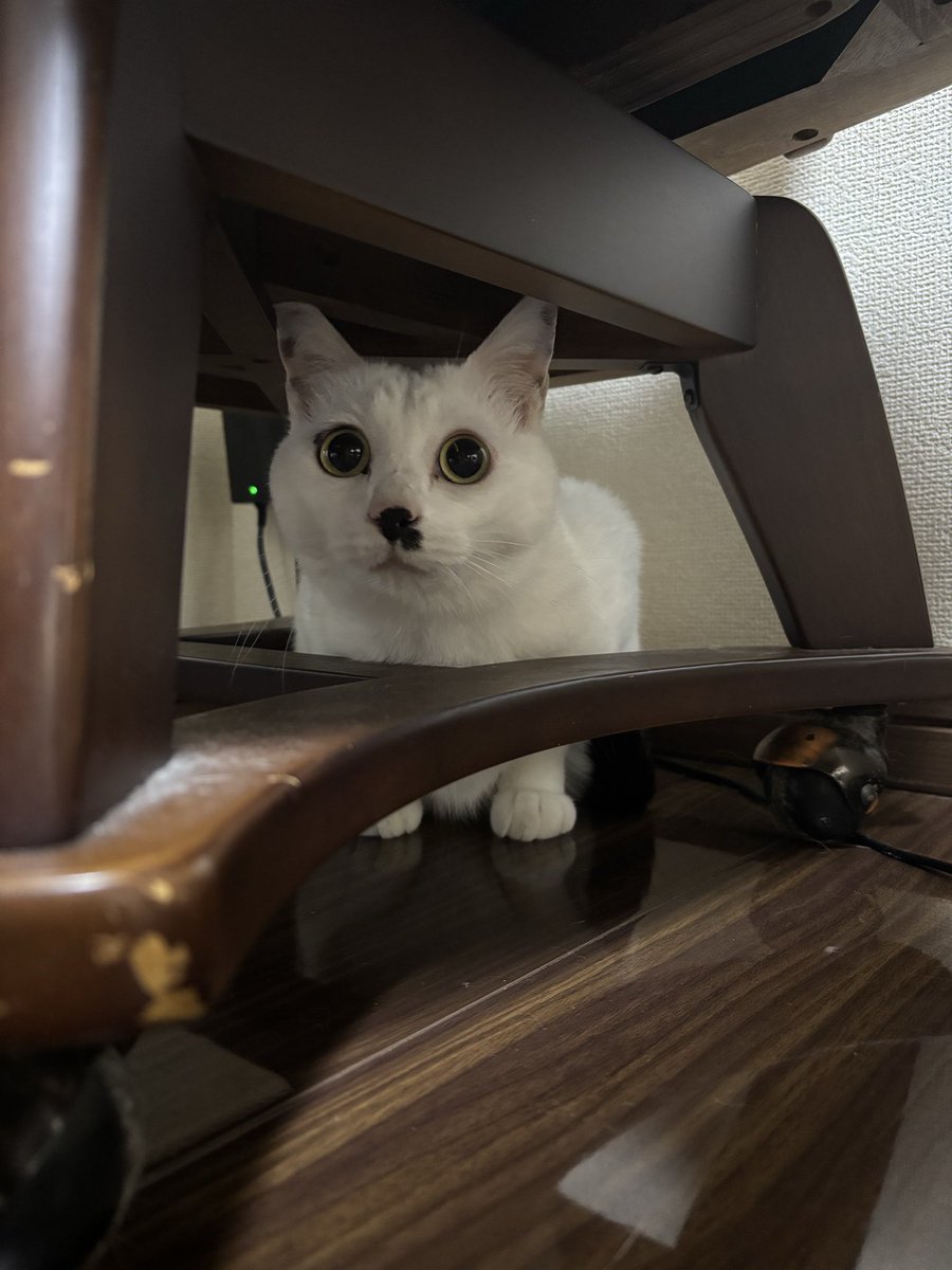 FuFuFu88Fu's tweet photo. おめめ

まんまる( Ꙭ)⸝ෆ

"(∩>ω<∩)"ﾆｬﾝ♡♡

 #猫のいる暮らし
 #猫好きさんと繋がりたい
 #白猫  #幸ｻﾝ https://t.co/LPc8baW6wF