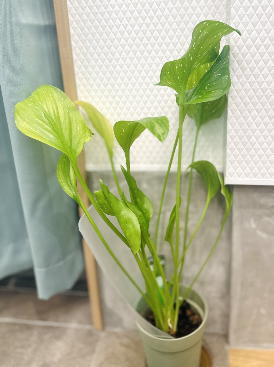 cak_earsapuri's tweet photo. 不安定なお天気の中
ご来店いただきありがとうございました🙇‍♀️

長岡市、魚津市、刈羽村、そして愛知県からもご来店をいただきました🙇‍♀️

リラクゼーションや美容は
心と体のバランスを整える時間だと思っております。
普通に営業できる事に感謝。

なにか話したいとき、
お気軽にお待ちしております https://t.co/wRFN1ulAqV
