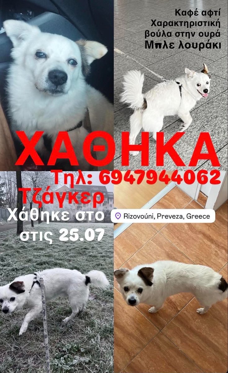 ti_psifisate_re's tweet photo. Μου στείλανε αυτο παιδιά για να το ανεβάσω. Αυτος που το έχασε χρειάζεται το σκυλί και ειναι επείγων να βρεθεί. Αν είναι κανείς απο εκείνη την περιοχή να έχει το νου του. Ευχαριστώ(!) 

#OlympiacosBC #aekfc https://t.co/SwQyQA02Du