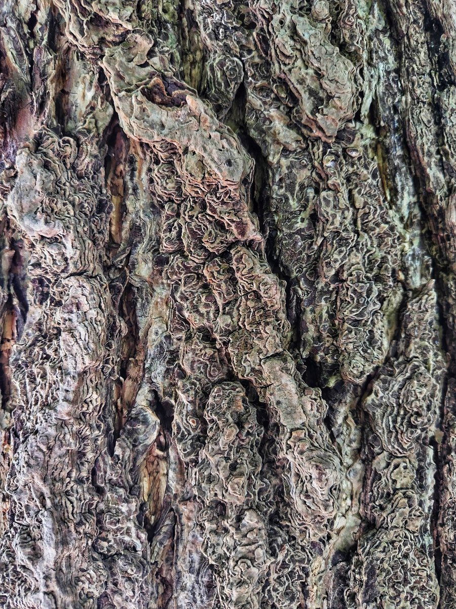 there836's tweet photo. 244 #barktexture #etchedbytime https://t.co/tD8soP94O8