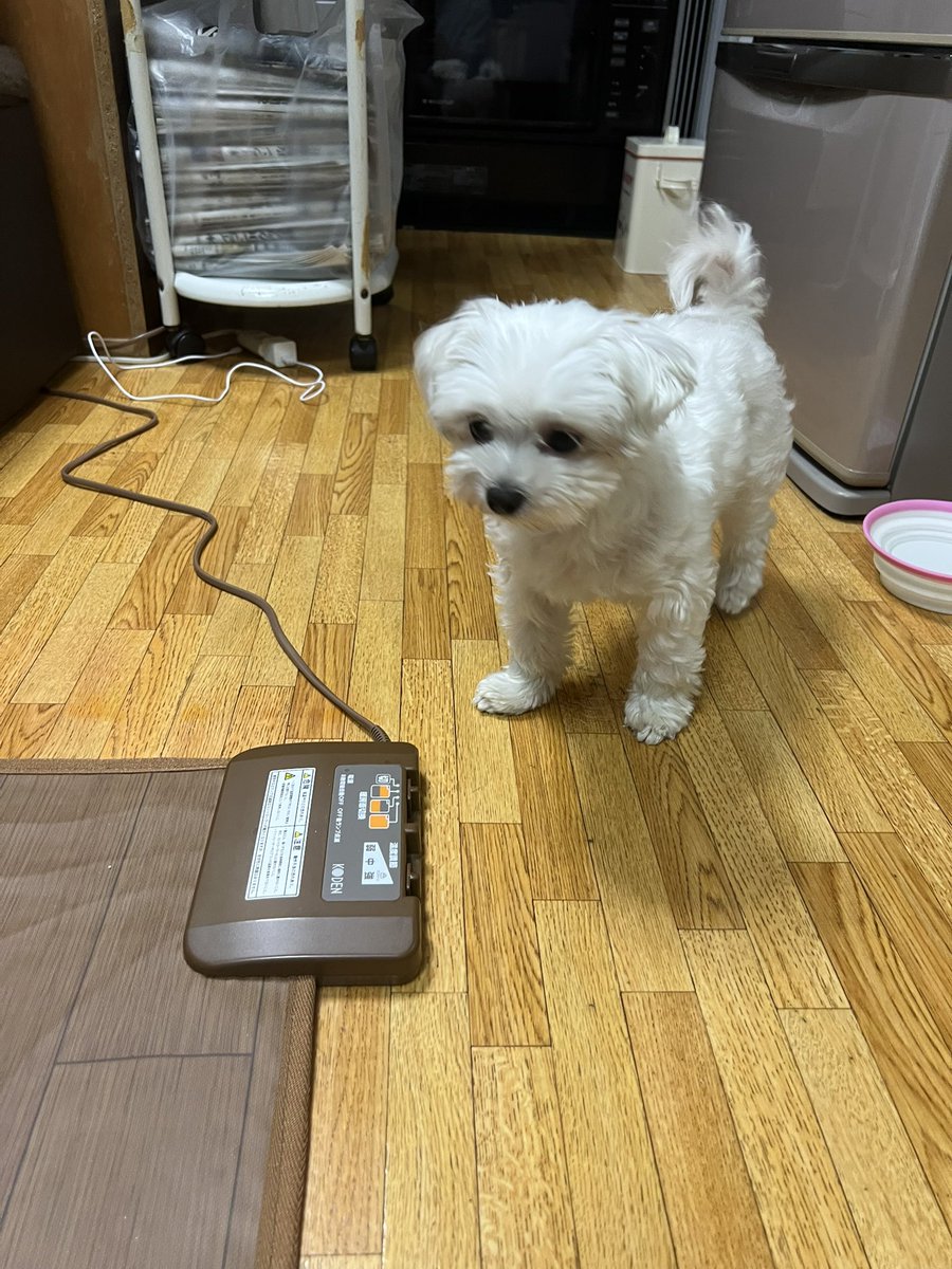Hawaii_nana's tweet photo. 家帰ったら親が保護犬もらってきてた https://t.co/nh8xh2n9Ra