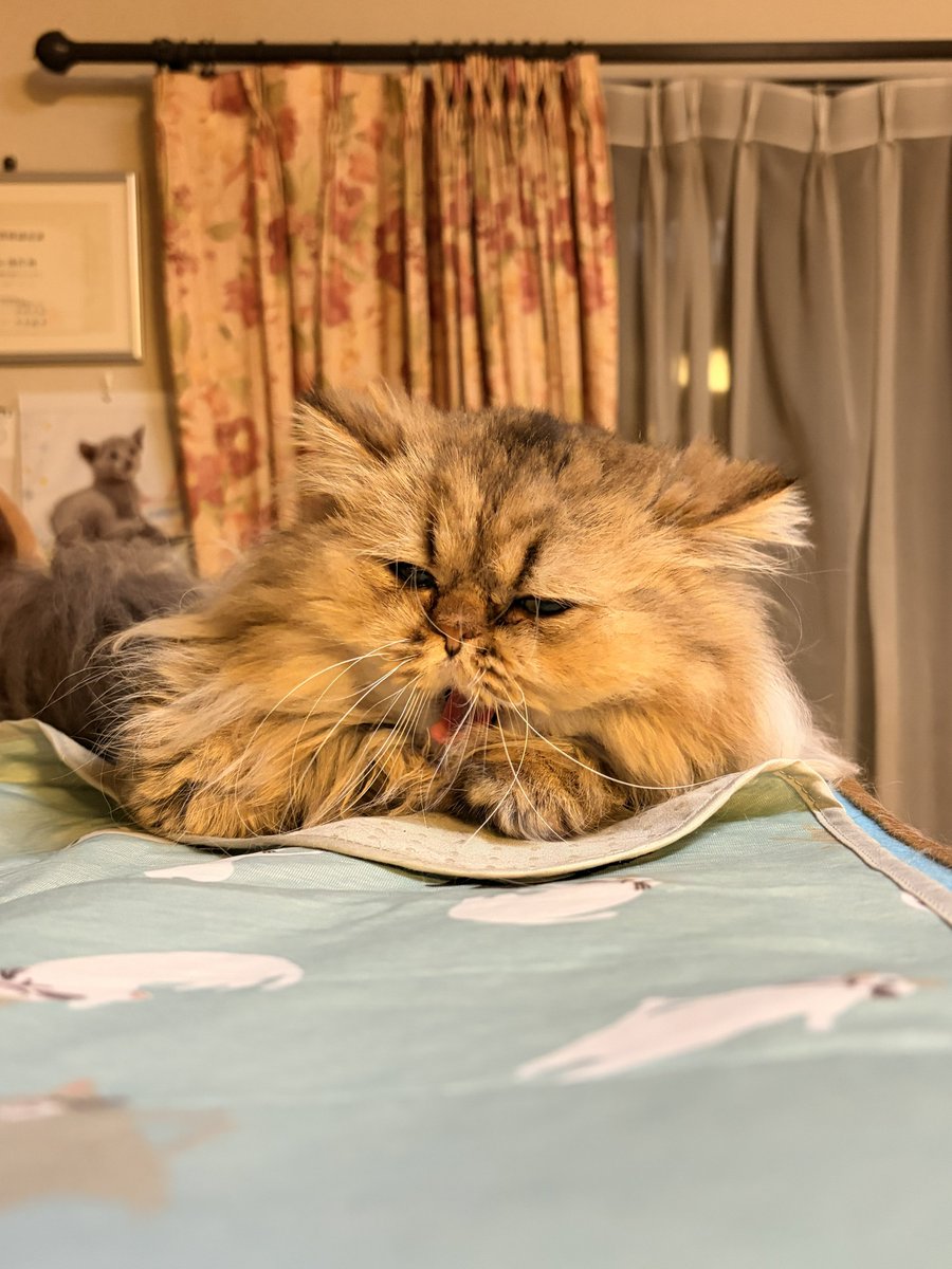 sumomo_nge's tweet photo. うとうとからの大あくびからのすやすやグランくん🥱
寝ちゃうと顔の模様で「北」みたいに見えるから探してみてね👀笑

#2026シーズングランパス開幕戦までうちの猫のせる
#grampus
#勝ちにゃんこ https://t.co/ElGXi6bmgW