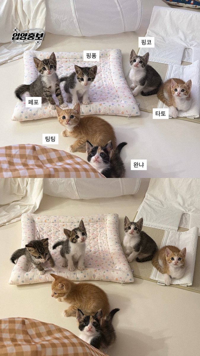 happpigguni's tweet photo. #입양홍보 
다 같이 한 샷에 나오기 증말 어렵다 https://t.co/u4eY1Vmn6r