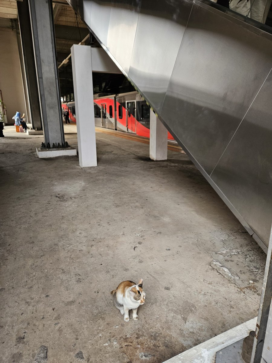 lemongraziee's tweet photo. Si meng mikiii ini sepasrah itu anaknya 😂🤏 dan gampang banget ditemuin. Dia selalu nunggu samping eskalator stasiun pocin arah Bogor.

Mau diuwel, elus, pukpuk ga marah sama sekali wkwk. Tiap turun stasiun pondok cina (pocin) selalu gangguin dia 😝☝️☝️ https://t.co/ulDNFrSnkR