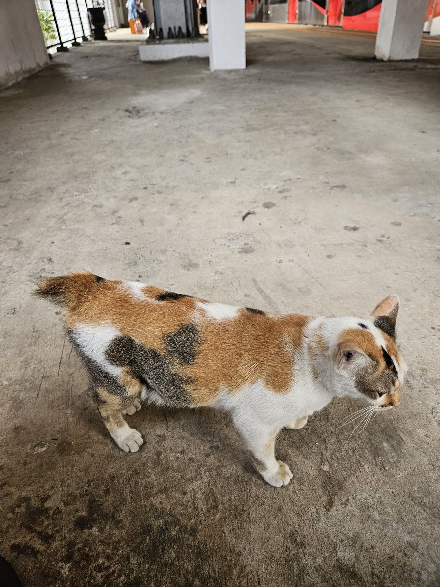 lemongraziee's tweet photo. Si meng mikiii ini sepasrah itu anaknya 😂🤏 dan gampang banget ditemuin. Dia selalu nunggu samping eskalator stasiun pocin arah Bogor.

Mau diuwel, elus, pukpuk ga marah sama sekali wkwk. Tiap turun stasiun pondok cina (pocin) selalu gangguin dia 😝☝️☝️ https://t.co/ulDNFrSnkR