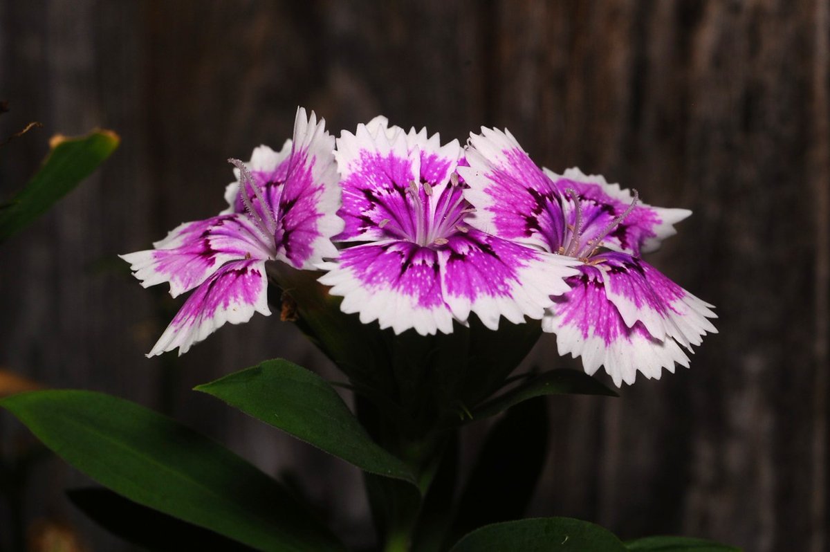 nash_vwh's tweet photo. 2026.07.30 FlowerPhoto
猛暑の中がんばって花をつけてくれているので、ナデシコの前で三脚を構え、LEDライトを当てて、撮影し直してみました。
（Nikonオールド単焦点）
ISO200  f 11  1/20 s秒 JPEG
#MicroNikkor Ai55mmf3.5　#オールドレンズ
#D700 Nikon FX Full Frame　トリミングあり https://t.co/cbilR6szOM