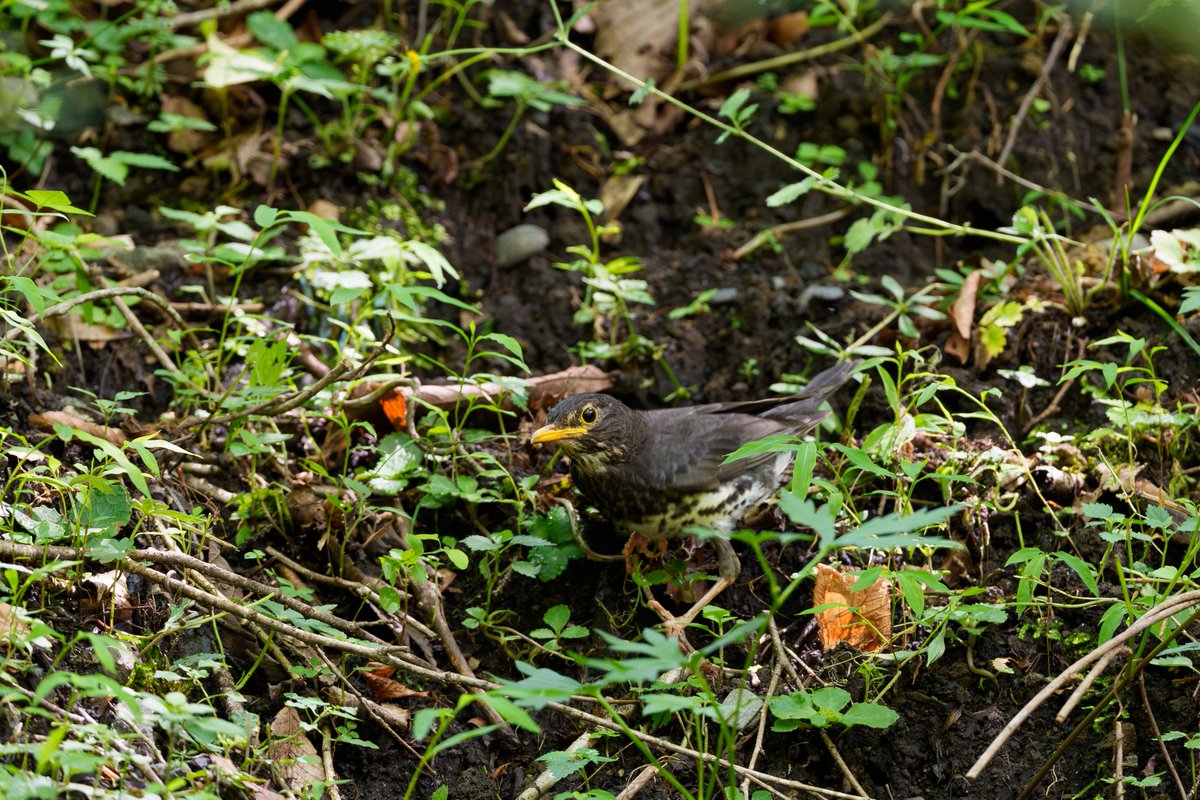efc_wildlife's tweet photo. 良い場所にはなかなか出てきてくれないシャイなクロツグミです。
#クロツグミ #野鳥 
（2026/7/25撮影） https://t.co/pTvh1MLhru